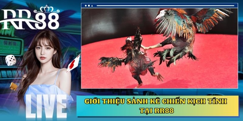 Giới thiệu sảnh kê chiến kịch tính tại RR88